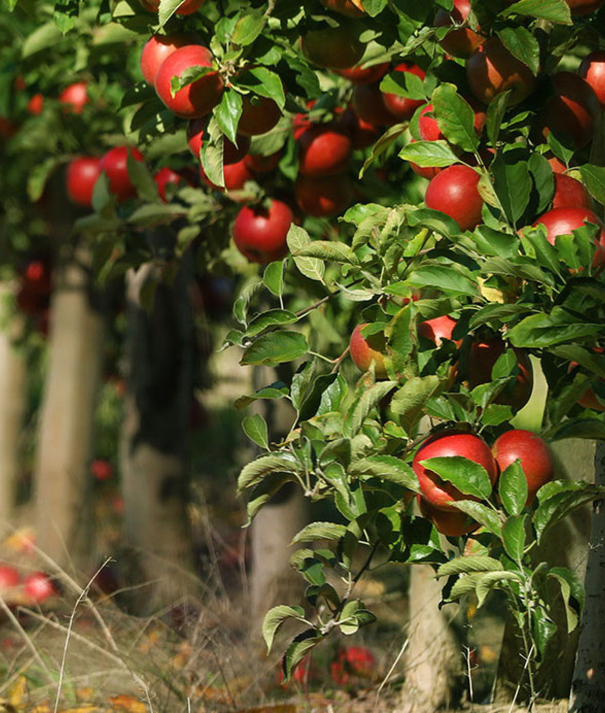 An apple orchard